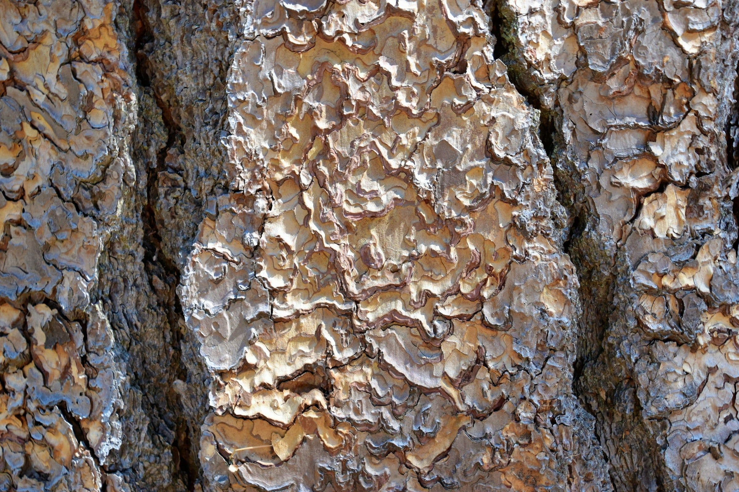 Could This Fossil Rewrite the Story of Ancient Forests?