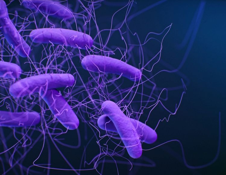 Gut bacteria link to Parkinson’s points to B-vitamin fix